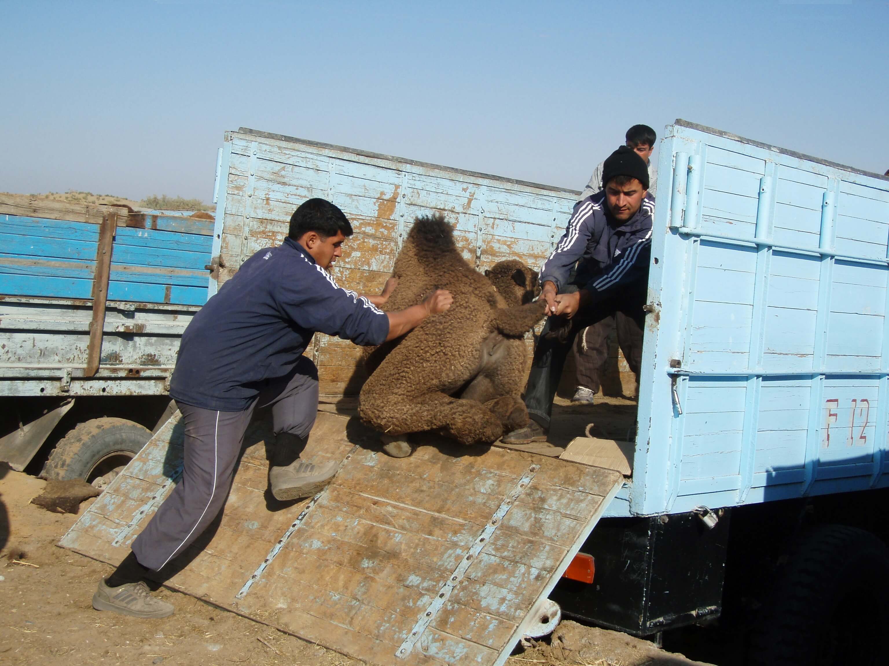 turkmenistan, kamelentransport.jpg